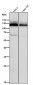 Anti-Amyloid beta A4 APP Rabbit Monoclonal Antibody